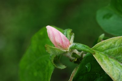 Cydonia oblonga - kdouloň obecná - pupen květ